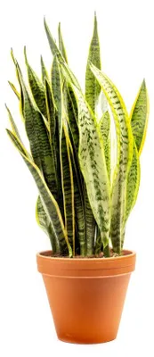 Obrázok produktu pre Gardners Sansevieria trifasciata Laurentii, priemer 21 cm