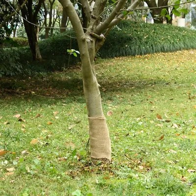 Produktbild von "2026 Promotion" Jutegewebe 0,25x15 m 100% Jute 200 g/m² - Teppichläufer MM486
