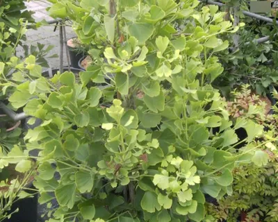Produktbild von Ginkgo biloba Tit - Fächerblattbaum-Elefantenohrbaum Tit 40-60cm