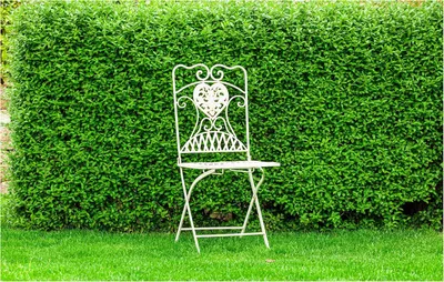 Produktbild von Stauden Gänge 50 x Ligustrum obtusifolium var. regelianum - Buschiger Liguster - Pflegeleicht, robust und immer stilvoll - Hitze verträglich