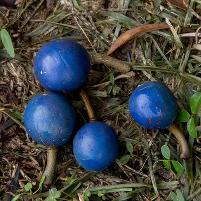 Produktbild von Blauer Quandong (Elaeocarpus angustifolius)  - 3 Samen