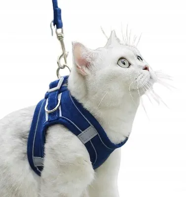 Produktbild von Druckfreie Geschirr für Hunde & Katzen, reflektierend, Größe L