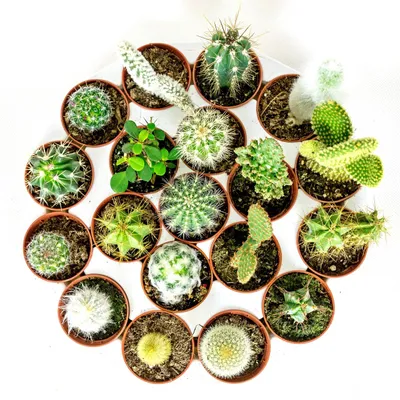 Obrázok produktu pre Gardners Cactus mix, priemer 6 cm