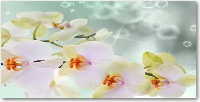 Produktbild von Tulup® Glas-Bild - 100x50 -Wandkunst - Wandbild hinter gehärtetem Sicherheitsglas  - Blumen & Pflanzen - Weiße Orchidee - Weiß