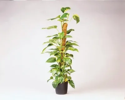 Obrázek produktu pro Kokosová tyč na rostliny, výška 120 cm, průměr 42 mm, opora pro popínavé rostliny, vertikální opora