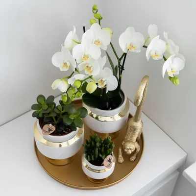 Immagine prodotto di Vassoio decorativo – Vassoio rotondo dorato Ø30cm – Vassoio in metallo dal design lussuoso – Accessorio decorativo versatile per piante, candele e decorazioni per la casa – Elegante ripiano