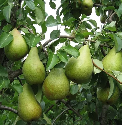Produktbild von Novemberbirne / Novembra ® - Birnenbaum - 120-140cm im Topf