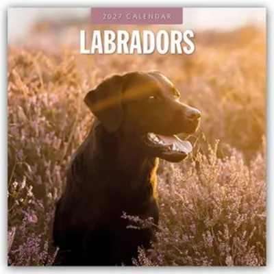 Produktbild von Labradors - Labradore - Labrador Retriever 2027 - 16-Monatskalender