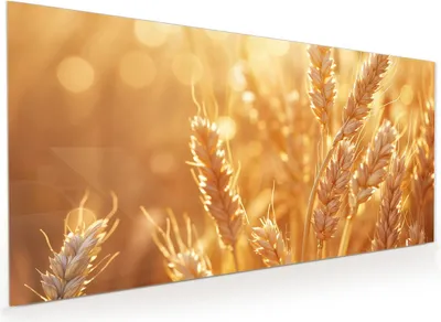 Produktbild von Küchenrückwand Spritzschutz Glas mit Motiv Weizenfelder 40 x 40 cm