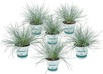 Image de Bloomique - Lot de 6 - Festuca Glauca Compacta Blue - Fétuque Bleue - Herbe Ornementale - Plantes de Jardin - Rustique - Hauteur 20-30 cm - Pot 10,5 cm