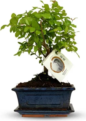 Obrázek produktu pro Bonsai s kulovitou korunou, výška 25 - 30cm, klasický miniaturní dekorativní