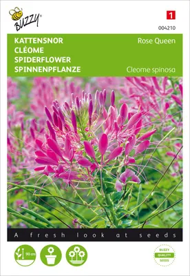 Produktbild von Spinnenpflanze Rose Queen | Spinnenblumensamen von Buzzy Seeds