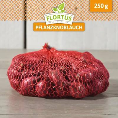 Produktbild von Wintersteckzwiebel Karmen | Steckzwiebeln von FLORTUS, Menge:250 g
