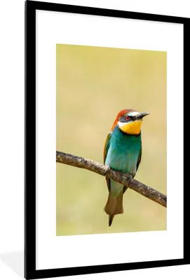 Produktbild von MuchoWow® Gerahmtes Poster Vögel - Tiere - Bienenfresser 60x90 cm - Poster mit Schwarzem Bilderrahmen Wandposter Rahmen Foto Bilder - Dekoration - Wandposter Wohnzimmer - Hochwertig