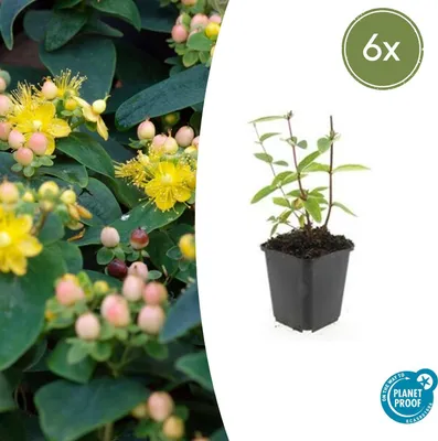 Productafbeelding van Hypericum inodorum 'Annebel' | 6 stuks - 10-25cm - Ø9cm - Tuinplant