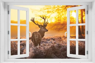 Produktbild von Wallario Wandbild mit Fenster-Illusion: stattlicher Rothirsch im Morgengrauen, Größe: 61 x 91,5 cm, Poster mit rahmenlosen Bildhalter