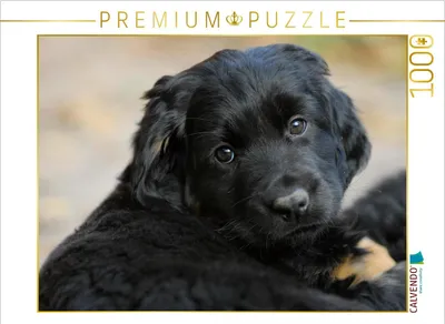 Produktbild von CALVENDO Puzzle Hovawart - Welpenporträt | 1000 Teile Lege-Größe 64x48cm Foto-Puzzle für glückliche Stunden