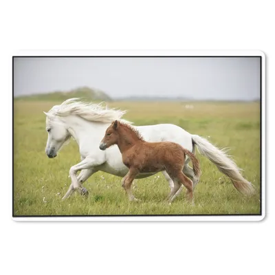 Produktbild von MuchoWow® Schreibtischunterlage Pferde - Tiere - Gras 60x40 cm - XXL Mauspad - Großes Mauspad