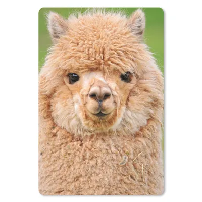 Produktbild von MuchoWow® Mauspad Mousepad Alpaka - Wolle - Braun 18x27 cm - Mousepads - Maus Mat - Pad - Mausunterlage