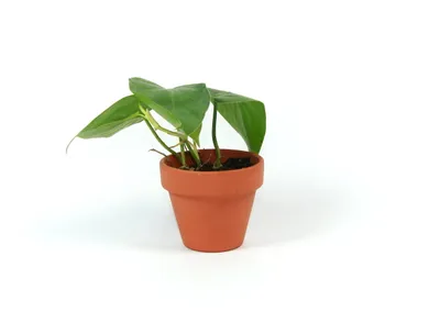 Obrázok produktu pre Gardners Philodendron scandens, priemer 6 cm