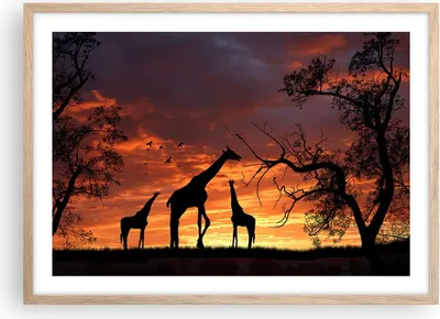 Produktbild von Gerahmtes Poster - Rahmen in heller Eiche - Giraffe Afrika Sonne Safari - 70x50 cm - Wand Bild - Wanddeko - Wandbilder - Wandposter - Bilderrahmen - Bilder - Kunstdruck - Wandbild - P2NAA70x50-0507