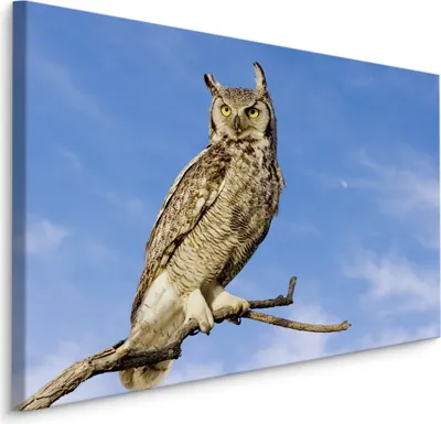 Produktbild von Fabelhafte Canvas LEINWAND BILDER 90x60 cm XXL Kunstdruck Vogel Eule Wild Himmel