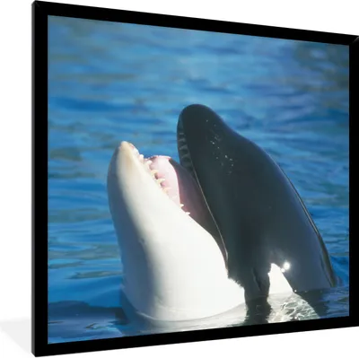 Produktbild von MuchoWow® Gerahmtes Poster Orca nahe der Wasseroberfläche 40x40 cm - Poster mit Schwarzem Bilderrahmen Wandposter Rahmen Foto Bilder - Mit Rahmen - Wanddekoration Schlafzimmer