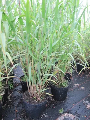 Produktbild von Arundo donax - Pfahlrohr-Riesenschilf - Spanisches Rohr -