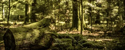 Produktbild von hansepuzzle 44084 - Wald Panorama-Puzzle 2000 Teile | Natur Puzzle, 2028 Teile, Natur, 60,0 x 46,0cm mit hochwertiger Aufbewahrung, Kartonbox & Beutel