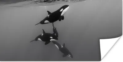 Produktbild von MuchoWow® Poster Orca - Wasser - Schwarz - Weiß 120x60 cm - Bild