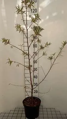 Image de Hippophae rham. 'Hergo' - Argousier conteneur 50- 60 cm