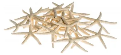 20 Stück Linckia laevigata in Weiß je 5-7 cm