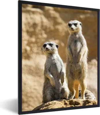 Produktbild von MuchoWow® MuchoWow® Gerahmtes Poster Felsen - Erdmännchen - Tiere 30x40 cm - Poster mit zchwarzem Bilderrahmen - Wanddeko - Kunstdrucke