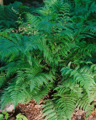 Produktbild von Pteridium aquilinum, Adlerfarn, ca. 9x9 cm Topf