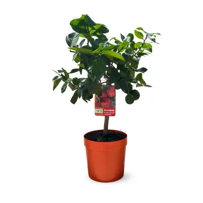 Image de Oranger Arcobal - citrus meyer sinensis - agrume méditerranéen - arbre fruitier - 75-85 cm - ⌀ 22 cm