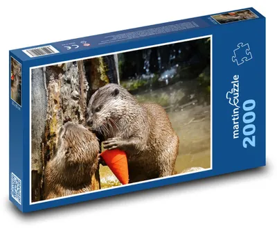 Obrázok produktu pre Puzzle 2000 Vydry s hračkou - martinpuzzle