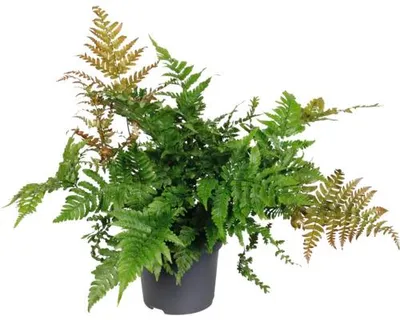 Obrázek produktu pro Kapraď FloraSelf Dryopteris 'Koidzumiana' květináč Ø 19 cm