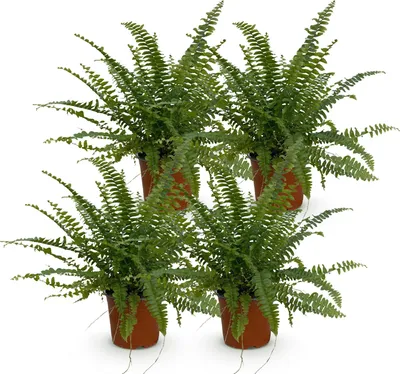 Image de Nephrolepis exaltata Green Lady, lot de 4 plantes, Ø12cm, hauteur 28-30cm