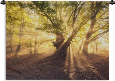 Produktbild von MuchoWow® Wandteppich Wandbehang Baum - Wald - Sonne 120x90 cm Tapisserie Dekoration Wandtuch - Wohnen - Aufhänger für die Wand