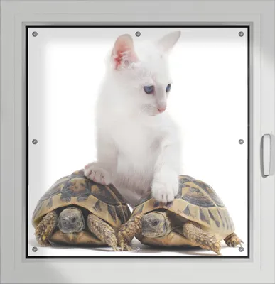 Produktbild von Wallario Lichtschutzbild, Dekorativer Sichtschutz Sonnenschutz 96 x 93 cm mit Motiv: Katze auf Schildkröten - Verdunklung ohne Bohren