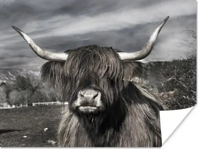 Produktbild von MuchoWow® Poster Schottischer Highlander - Tiere - Hörner 120x90 cm - Wandbild