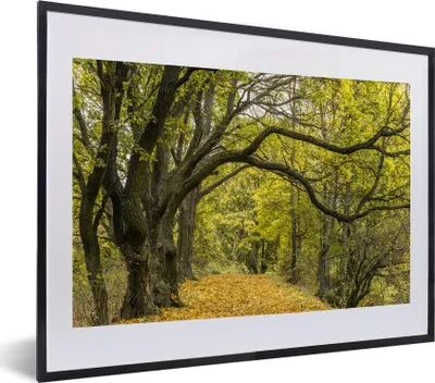 Produktbild von MuchoWow® MuchoWow® Gerahmtes Poster Äste auf einem Waldweg 40x30 cm - Poster mit zchwarzem Bilderrahmen - Bilderrahmen - Poster im Rahmen