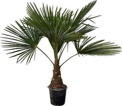 Immagine prodotto di Trendyplants - Trachycarpus Fortuneii - Altezza 170-190 cm - Resistente - Palma a ventaglio cinese - Pianta da giardino - Vaso da Ø30cm