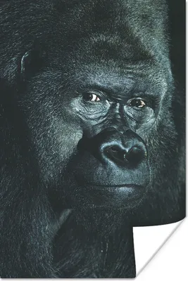 Produktbild von MuchoWow® Poster Nahaufnahme eines großen Gorillas 80x120 cm - Papierdruck