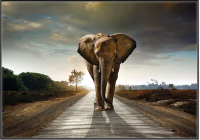 Produktbild von Wallario Wandbild Elefant bei Sonnenaufgang in Afrika, Größe: 70,30 x 100,30 cm, Poster mit schwarzem Aluminiumrahmen