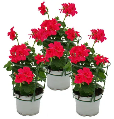Produktbild von Geranien hängend - Pelargonium peltatum - 12cm Topf - Set mit 3 Pflanzen - pink