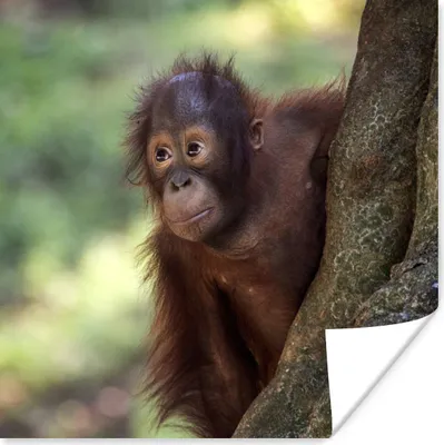 Produktbild von MuchoWow® Poster Baby - Orang-Utan - Baum 50x50 cm - Wohnzimmerdekoration