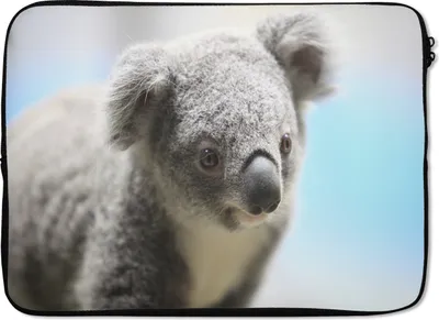 Produktbild von MuchoWow® Laptop Hülle 13 Zoll Koala - Porträt - Tier - Kinder - Jungen - Mädchen Laptoptasche - Laptophülle - Sleeve - Rundumschutz