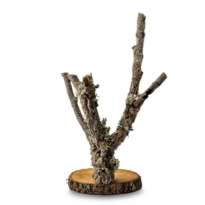 Produktbild von Papageienständer - Korkeichenbaum - Tischplatte für mittlere Papageien - 60 cm