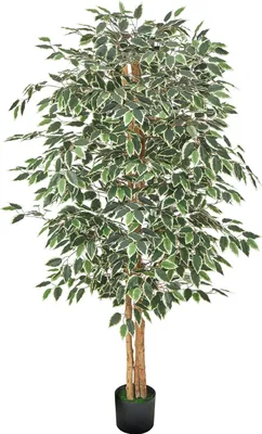 Image de SucceBuy Ficus artificiel, 1,8 m, avec pot noir, plante artificielle avec tronc en bois véritable et feuilles vertes réalistes, arbre de décoration pour l'intérieur comme la maison, le bureau ou le salon